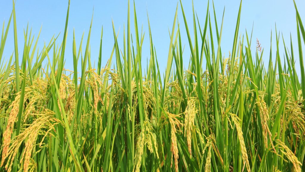 Sella Basmati Rice Exporter