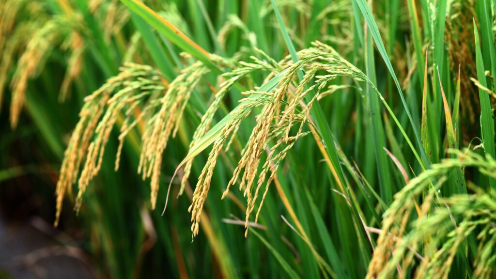 Basmati Rice Wholesale Supplier