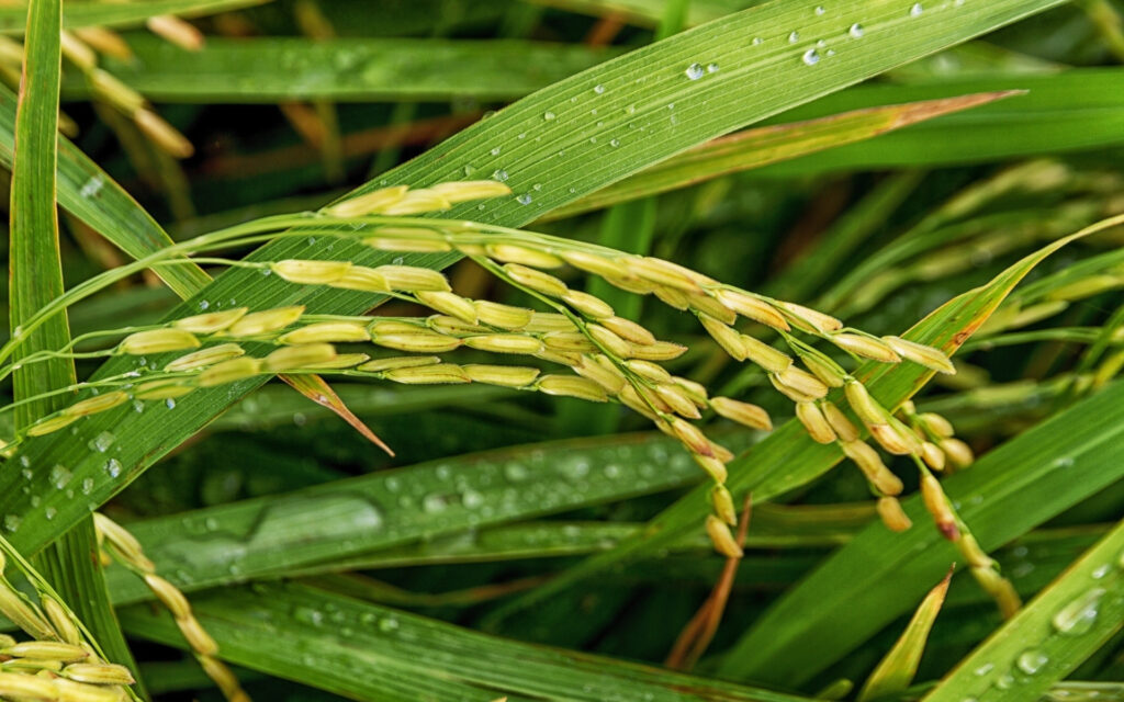 Sona Masoori rice supplier