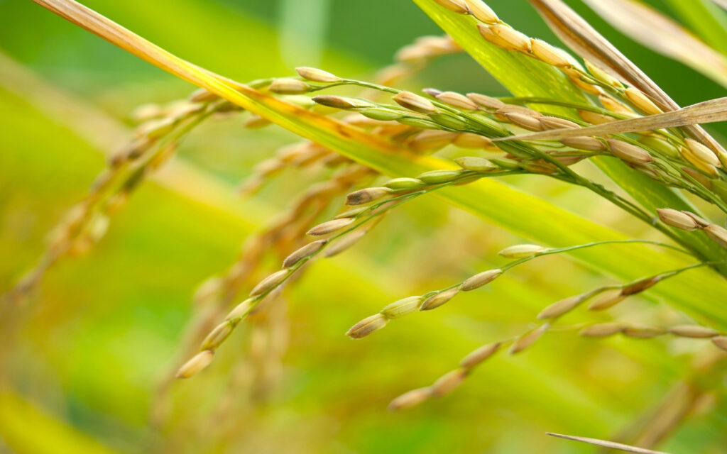 Jeerakasala rice exporter