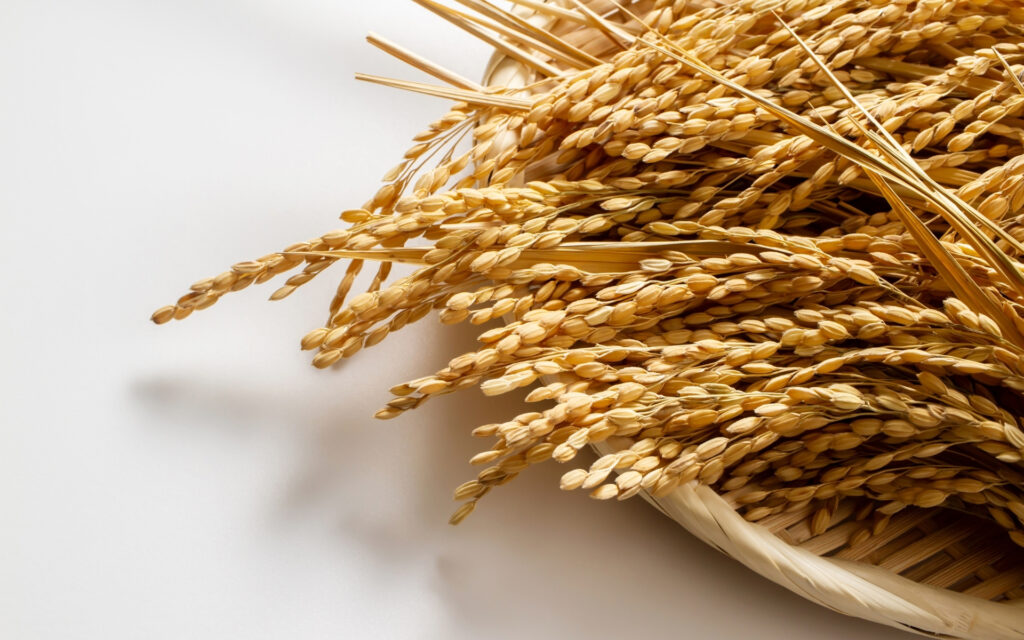 top OEM Rice Supplier