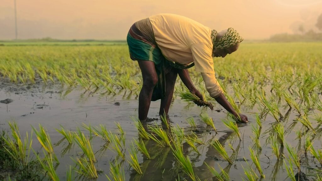 Basmati Rice Exporter in UAE
